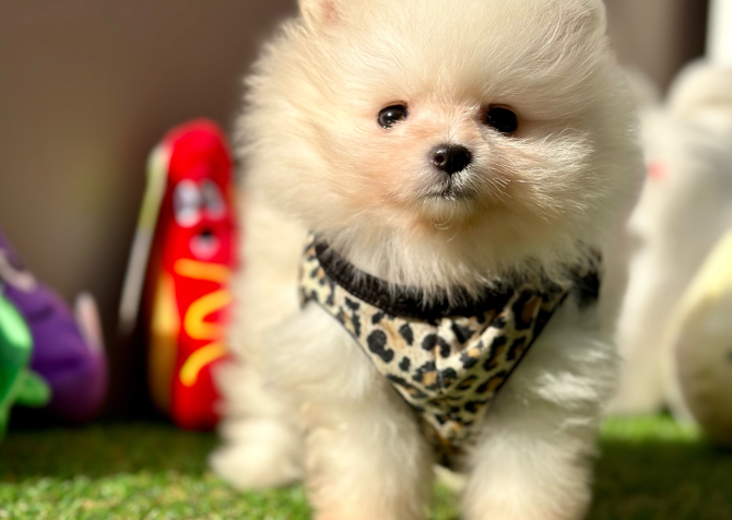 Pomeranian boo ayi Surat safkan yavrularımız